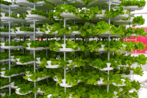 Hydroponics: New and scientific methods of farming and its scope in  Nepal
